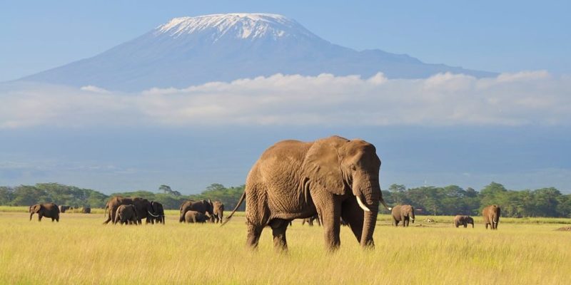 africa-kilimanjaro-elefante-e1582041228315