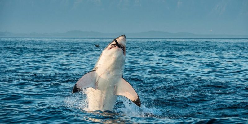 animales-carnivoros-gran-tiburon-blanco-e1558912236337