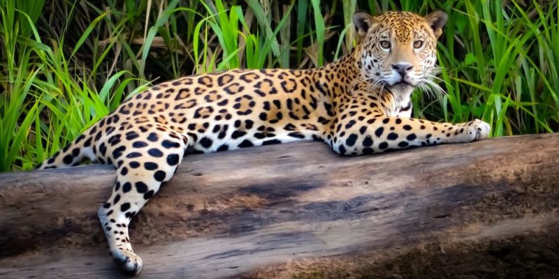 animales-de-la-selva-jaguar-e1562026291504