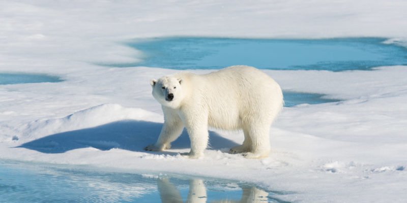 oso-polar-en-peligro-e1555522379268