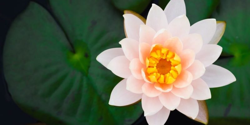 Fleur De Lotus