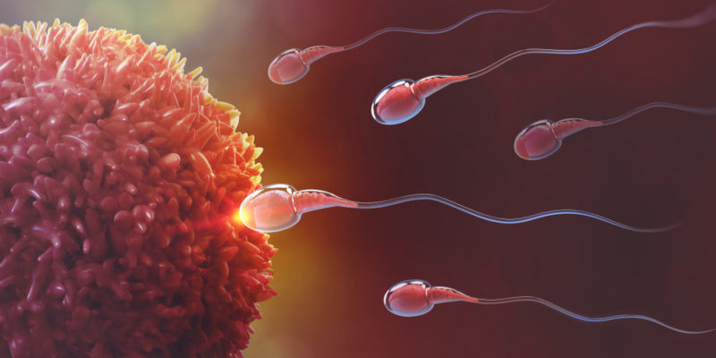 reproduccion-ovulo-y-espermatozoide-e1554404916901