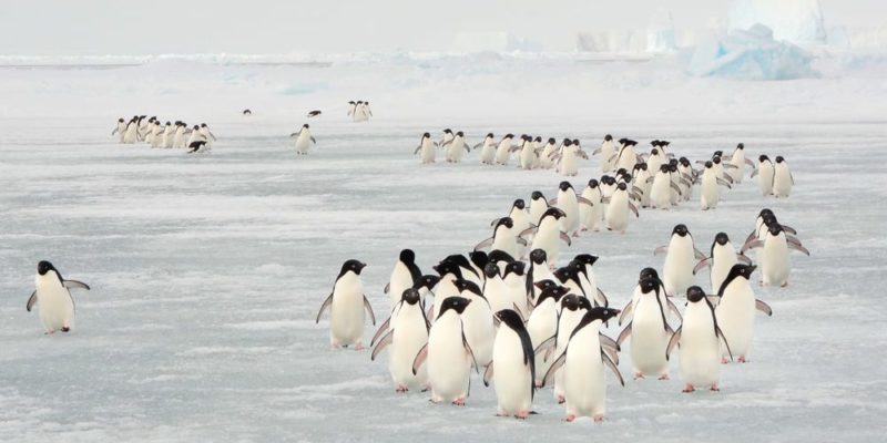 fenomenos-naturales-migracion-pinguinos-e1569441540904