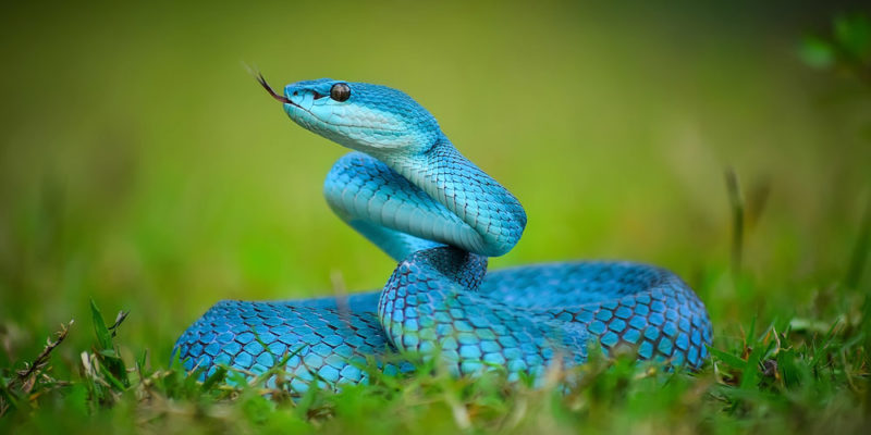 serpiente-azul-e1553039567784