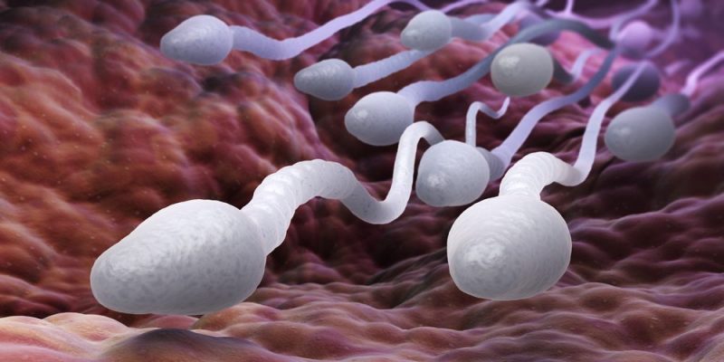 SpermatogenèSe