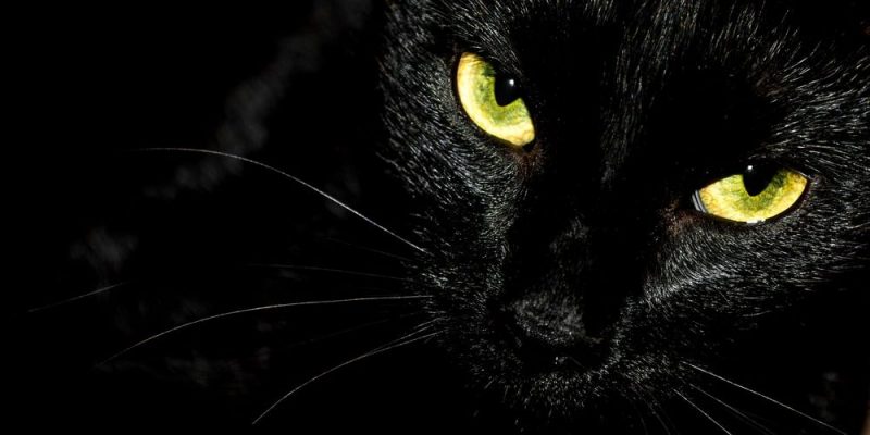 supersiticiones-gato-negro-e1607644121408